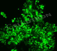 nonviral expression vector